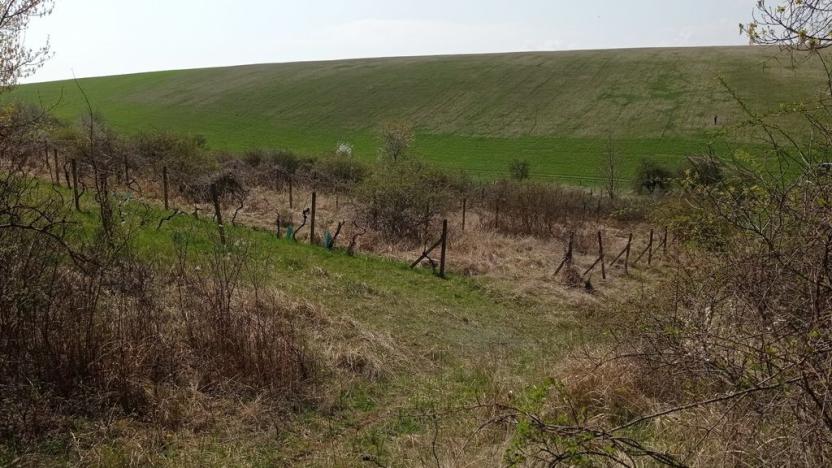 Prodej sadu/vinice, Velké Němčice, 6023 m2