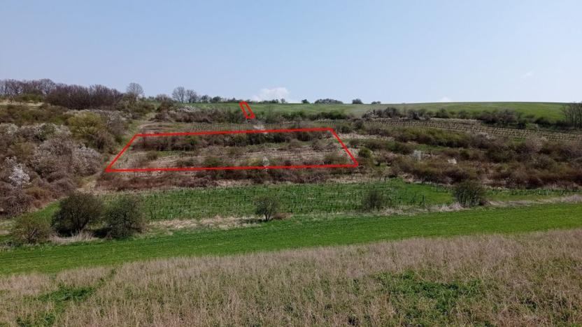 Prodej sadu/vinice, Velké Němčice, 6023 m2