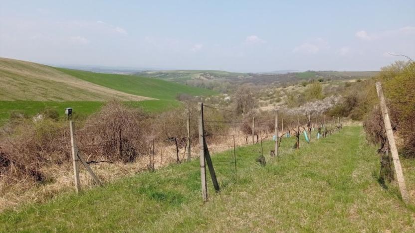 Prodej sadu/vinice, Velké Němčice, 6023 m2