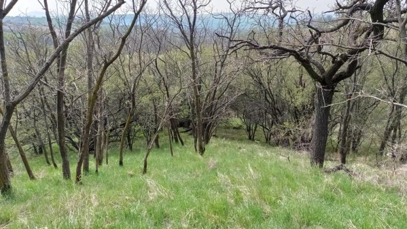 Prodej sadu/vinice, Velké Němčice, 6023 m2